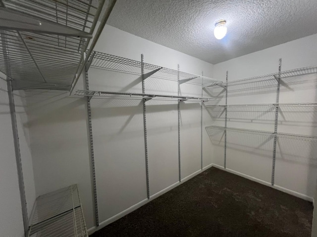 walk in closet featuring carpet floors