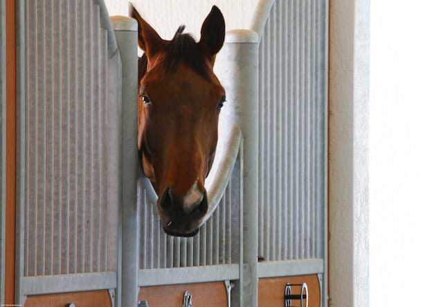 view of horse barn