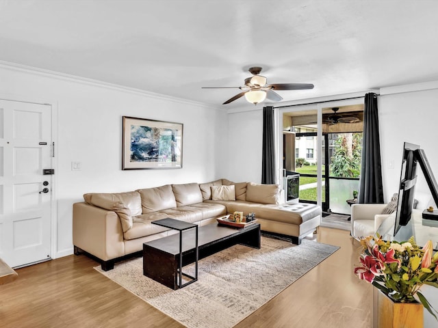 living room featuring ornamental molding, ceiling fan, and light wood-type flooring