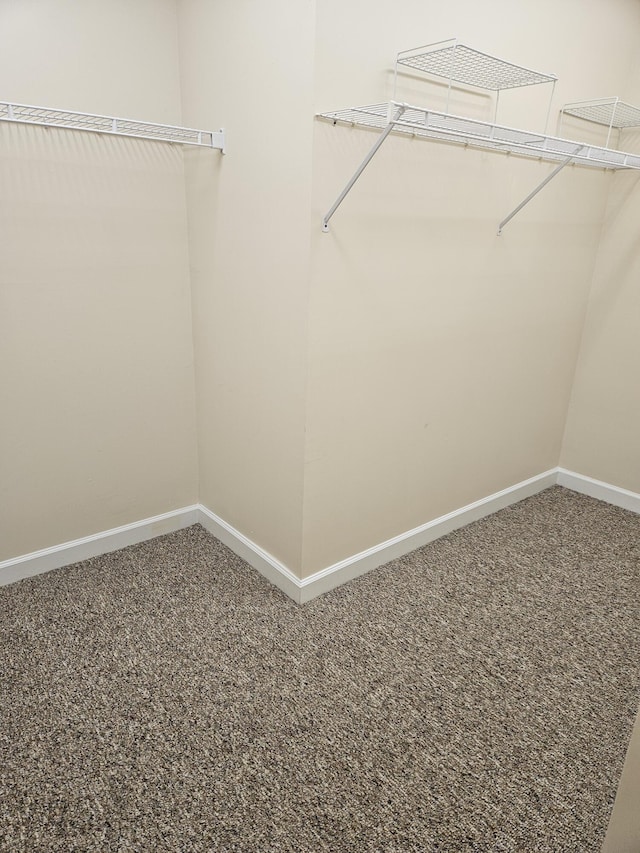 spacious closet with carpet flooring