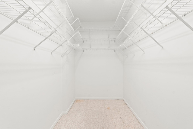 spacious closet featuring carpet floors