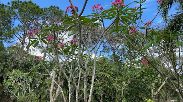 view of local wilderness