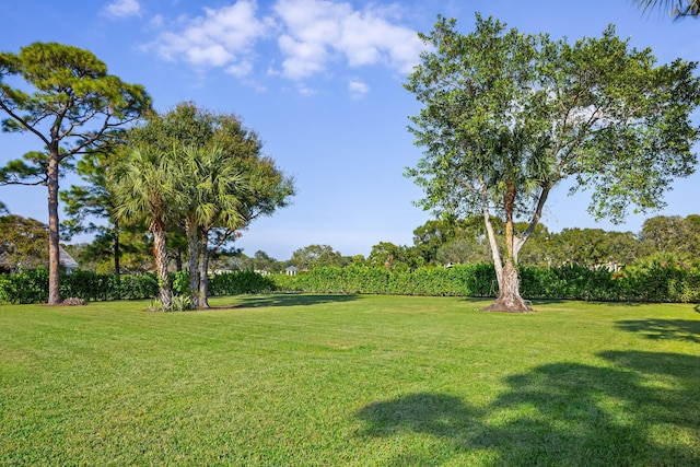 view of yard