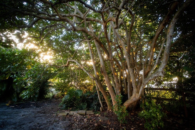 view of local wilderness