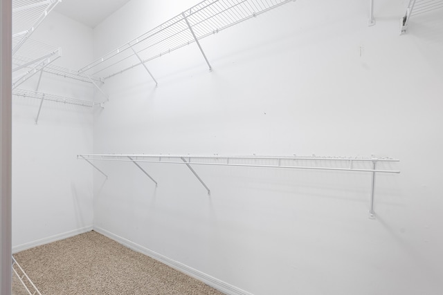 spacious closet featuring carpet