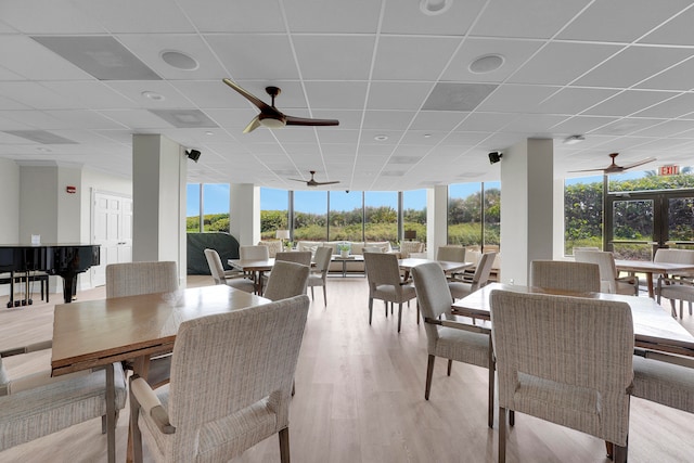 dining space with light hardwood / wood-style floors, a drop ceiling, a healthy amount of sunlight, and ceiling fan