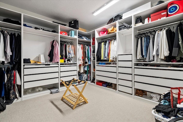 walk in closet featuring carpet floors