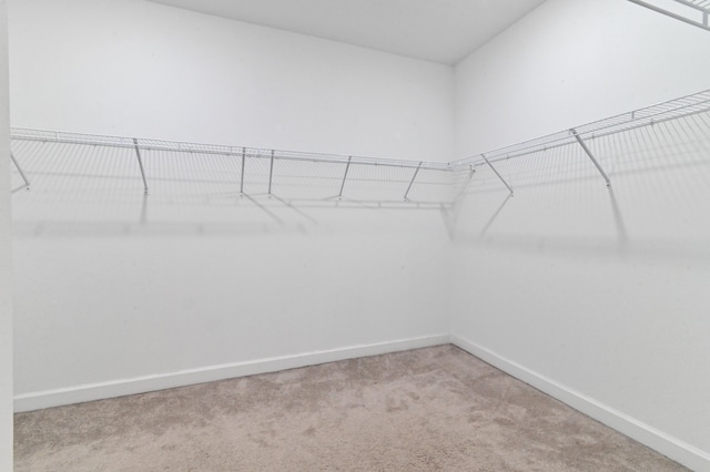 walk in closet featuring light colored carpet