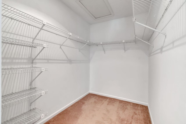walk in closet featuring carpet flooring