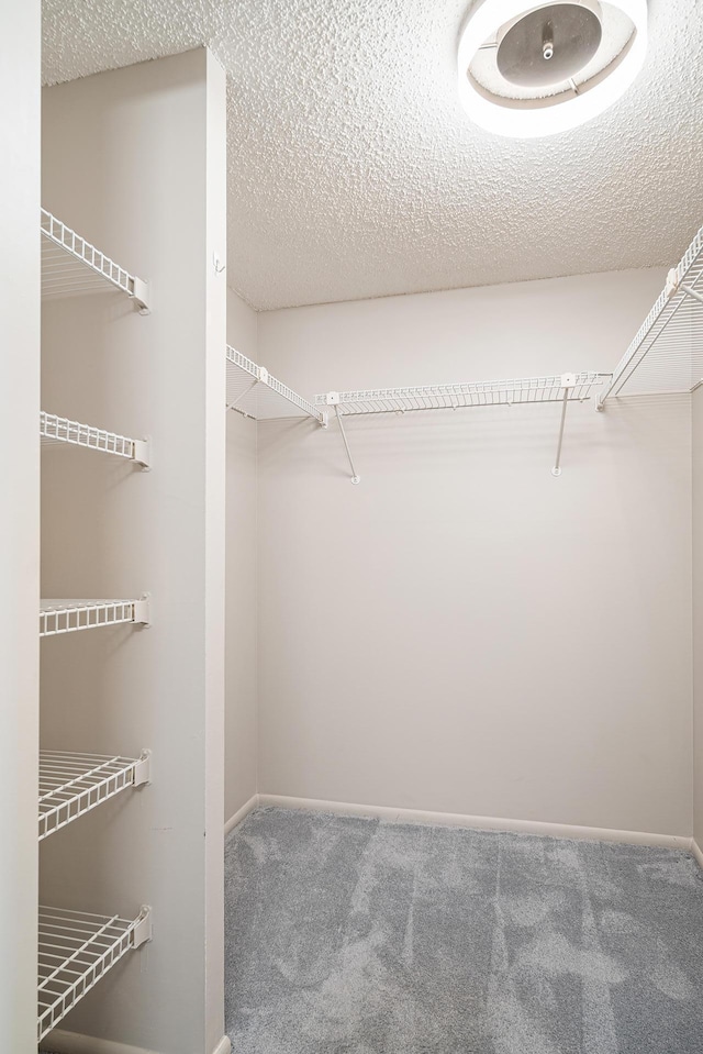 walk in closet featuring carpet floors