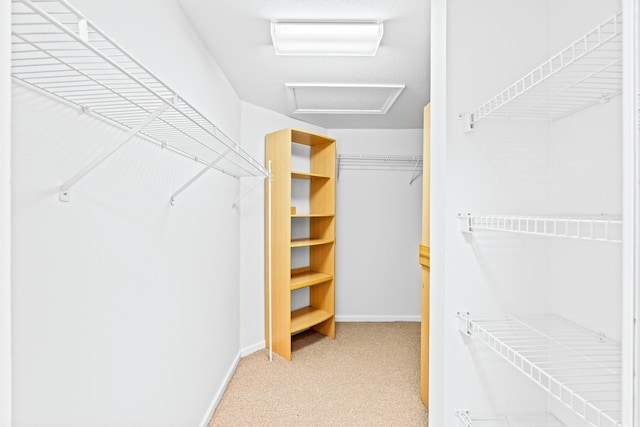 spacious closet featuring carpet floors