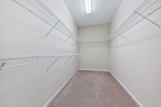 walk in closet featuring carpet floors