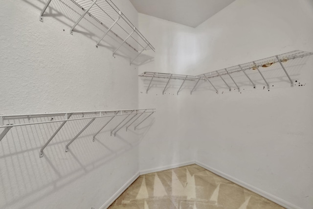 spacious closet featuring carpet flooring