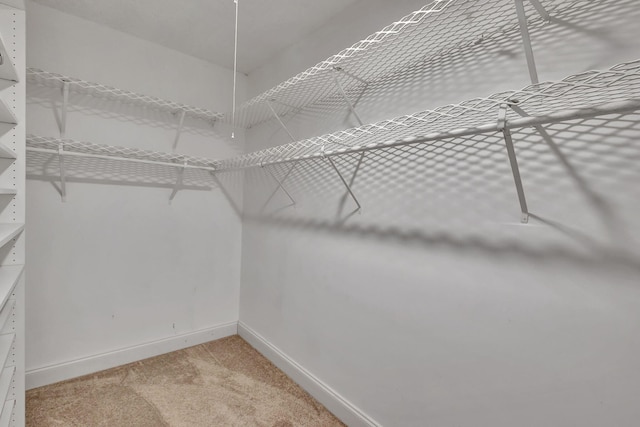 spacious closet featuring carpet flooring