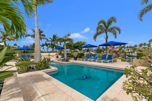 view of swimming pool with a patio