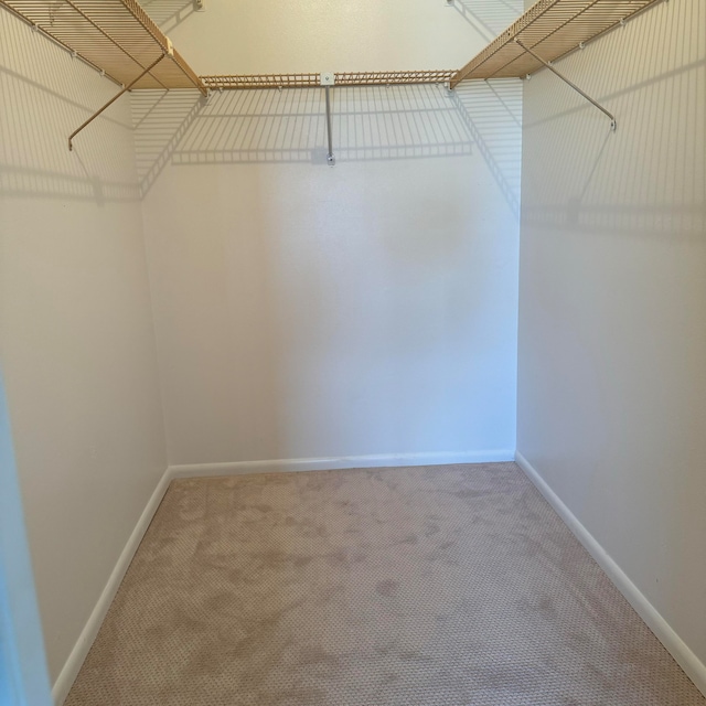 walk in closet with carpet floors