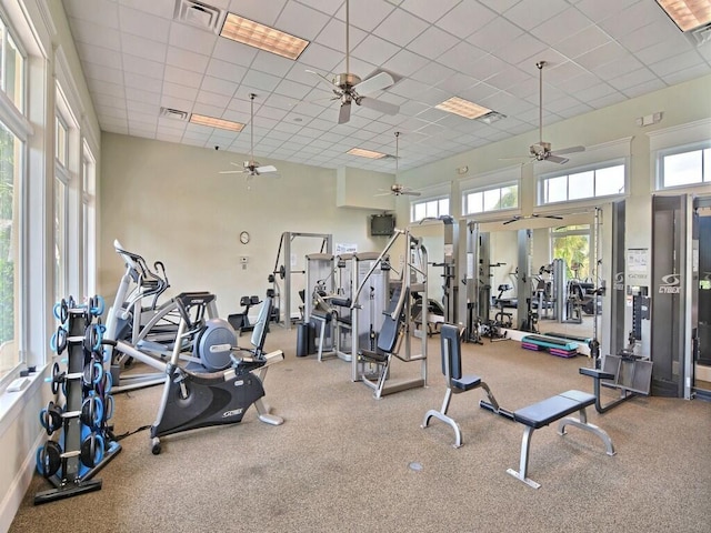 gym with a paneled ceiling, ceiling fan, and carpet flooring