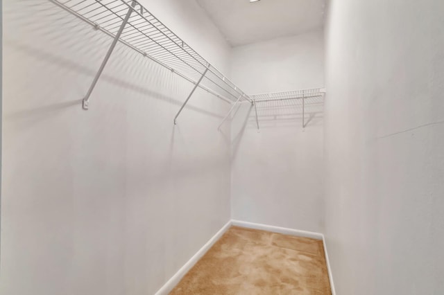 spacious closet featuring carpet floors