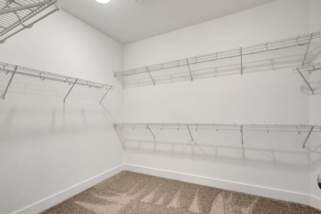 walk in closet with carpet floors