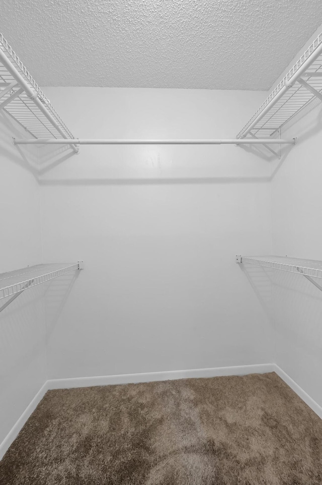 walk in closet featuring carpet floors