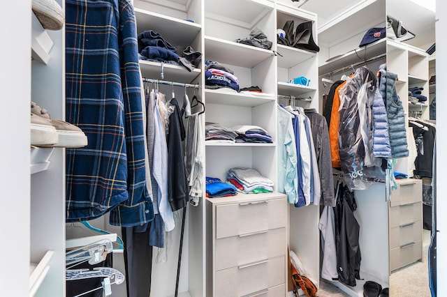 walk in closet with carpet floors