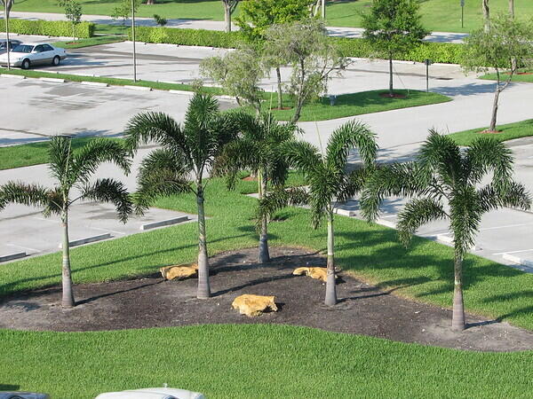 surrounding community featuring a lawn