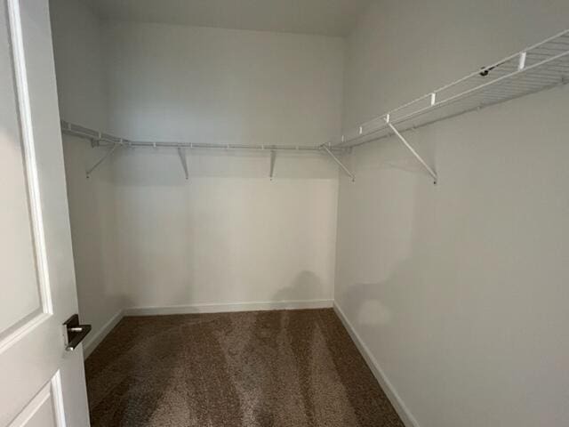 walk in closet featuring carpet flooring