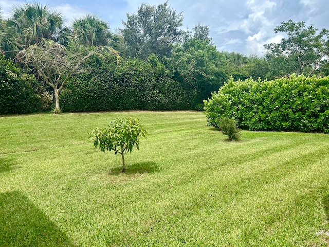 view of yard