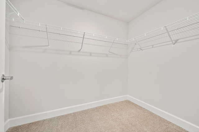 spacious closet featuring carpet flooring