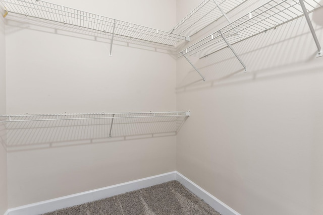 walk in closet featuring carpet floors