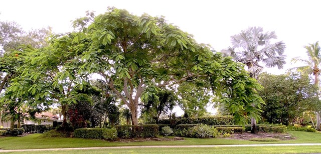 view of home's community featuring a yard