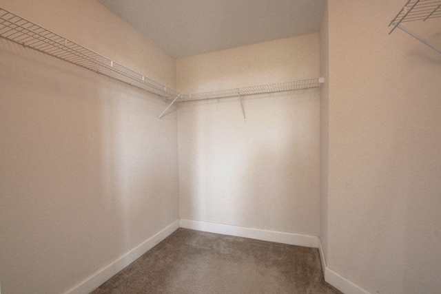 walk in closet featuring carpet flooring