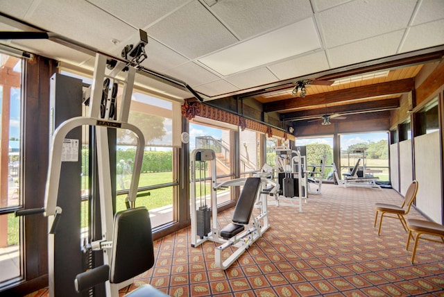 exercise room featuring a paneled ceiling, ceiling fan, and carpet flooring