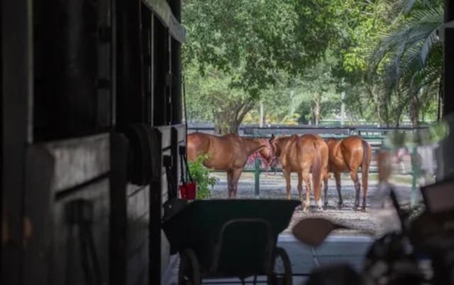 view of horse barn