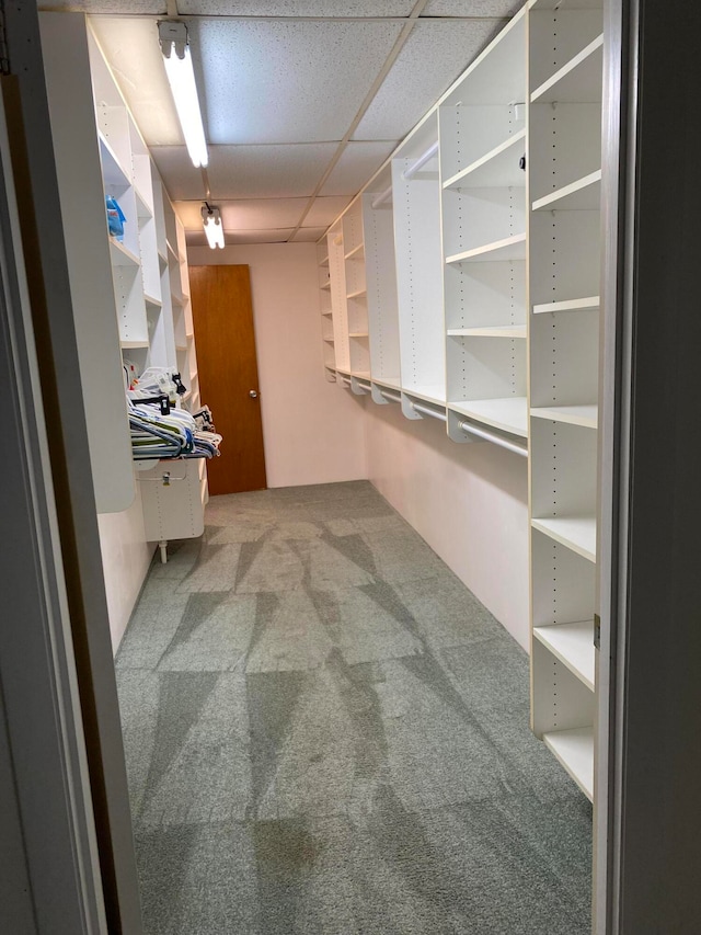 walk in closet featuring a paneled ceiling and carpet