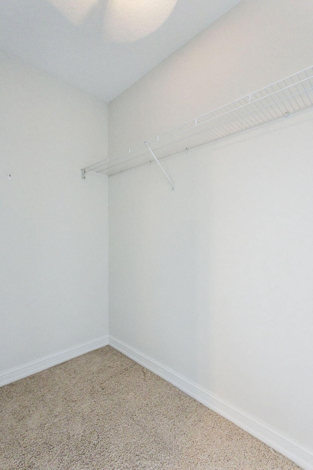 walk in closet with carpet floors