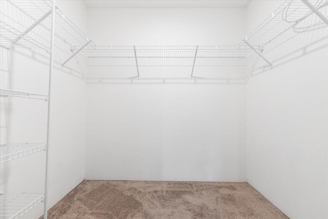 spacious closet with carpet floors