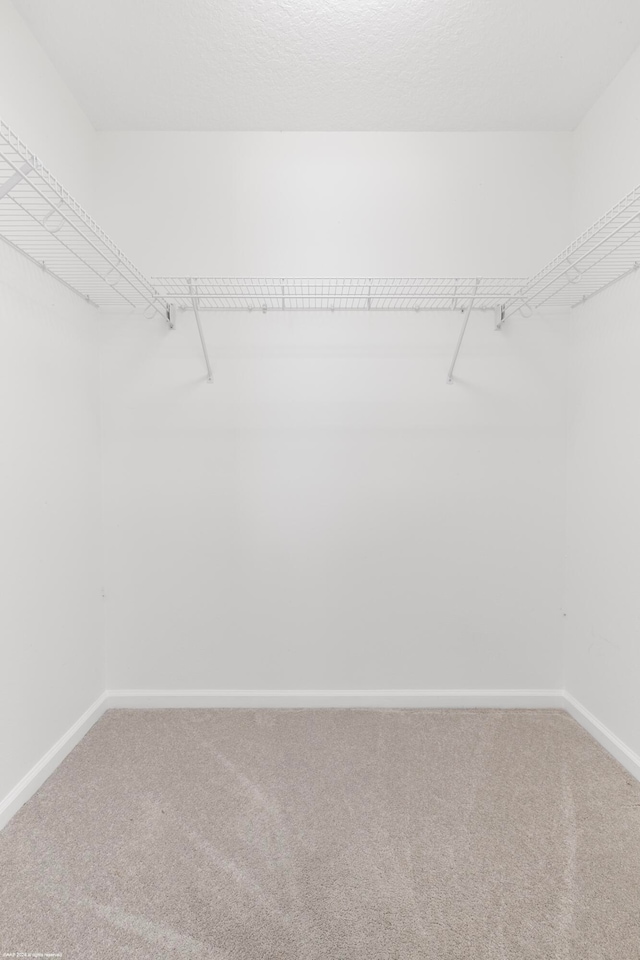 spacious closet featuring carpet