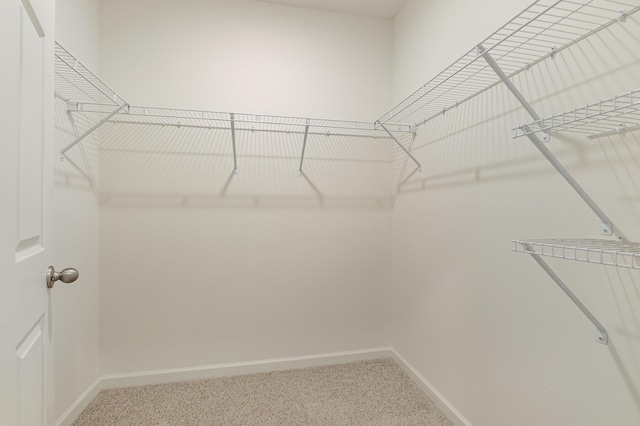 walk in closet featuring carpet floors
