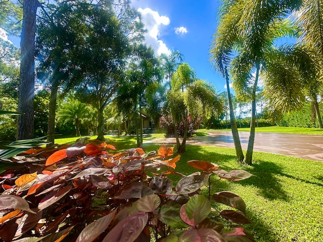 view of property's community with a yard