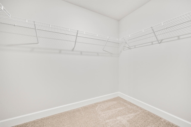 spacious closet with carpet flooring