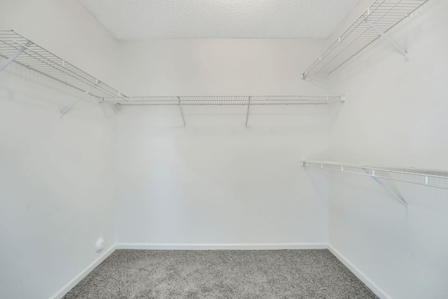 walk in closet featuring carpet floors