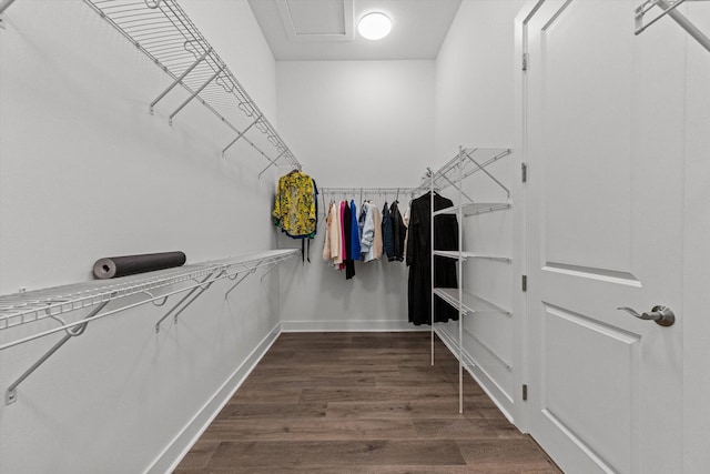 spacious closet featuring dark wood-type flooring