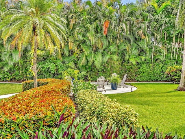 view of yard featuring a patio