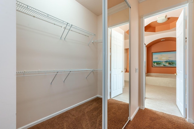 walk in closet featuring carpet flooring