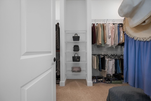 spacious closet featuring carpet flooring