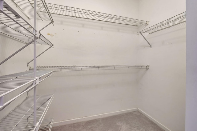 spacious closet featuring carpet flooring