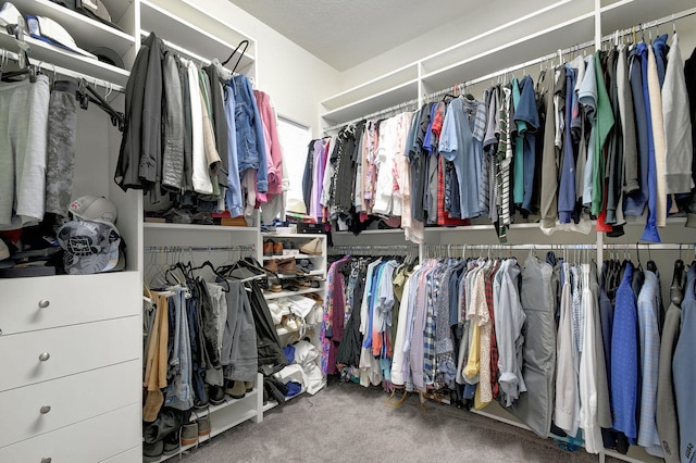 walk in closet with carpet floors