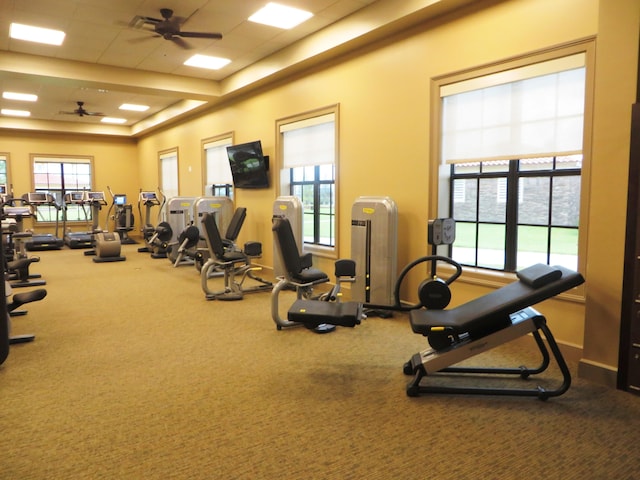 workout area with ceiling fan, a paneled ceiling, and carpet