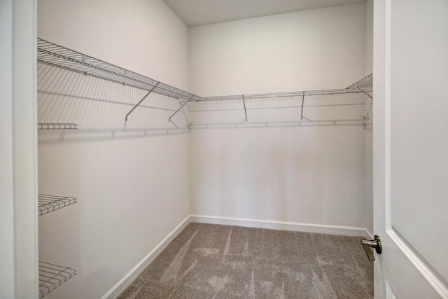 spacious closet featuring carpet flooring